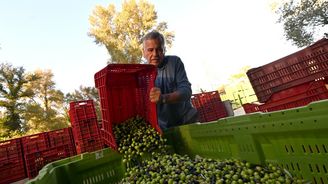 Ceny olivového oleje jsou rekordní a zásoby se tenčí. Jihoevropanům se prodražuje pizza a paella