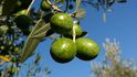 Produkce oliv ve Španělsku se loni kvůli extrémním výkyvům počasí snížila o padesát procent.