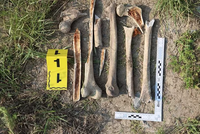 Policisté řeší nález lidských kostí v Olomouci: Jde o druhý případ v řadě