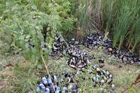 Bizarní případ z Olomouce: Zloději ukradli skoro 1000 lahví od piva! Prodat je chtěli jinde