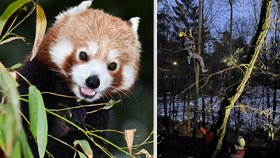 Olomoucká zoo zažila kvůli uprchlému samci pandy červené neobvyklý zásah hasičů.