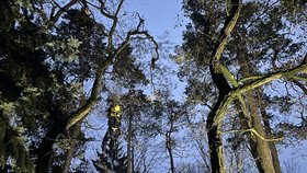 Olomoucká zoo zažila kvůli uprchlému samci pandy červené neobvyklý zásah hasičů.