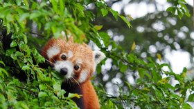 Olomoucká zoo zažila kvůli uprchlému samci pandy červené neobvyklý zásah hasičů.