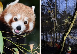 Olomoucká zoo zažila kvůli uprchlému samci pandy červené neobvyklý zásah hasičů.