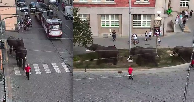 Po Olomouci se procházeli sloni: Reklama na cirkus naštvala ochránce zvířat