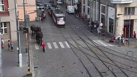 Olomoucí prošli tři sloni, cirkus si dělal reklamu.