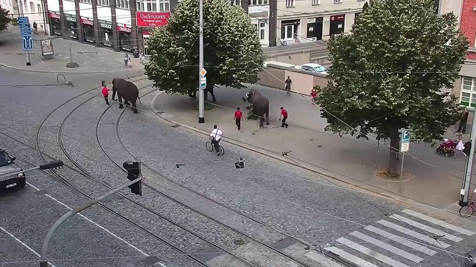 Olomoucí prošli tři sloni, cirkus si dělal reklamu.