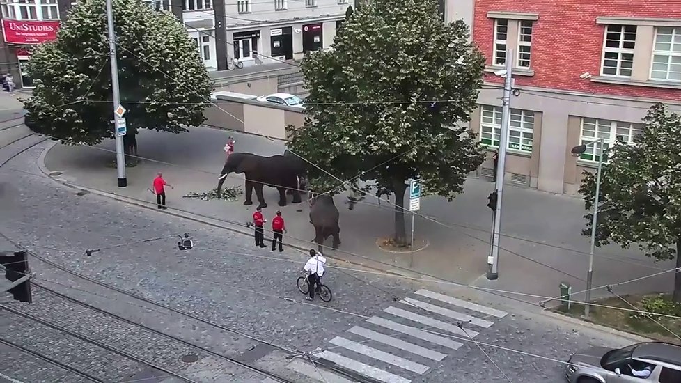 Olomoucí prošli tři sloni, cirkus si dělal reklamu.