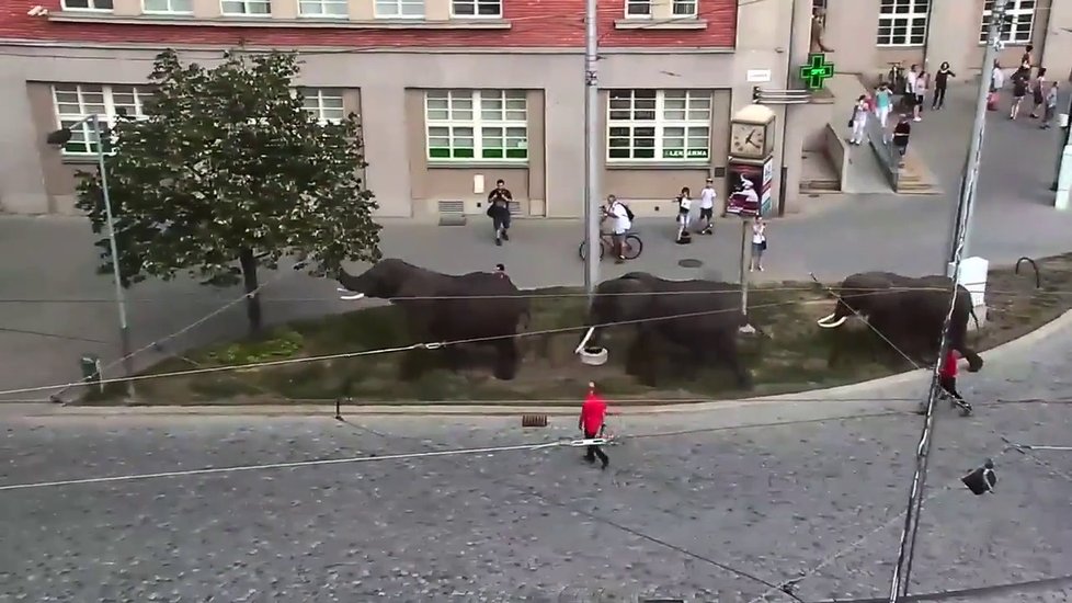 Olomoucí prošli tři sloni, cirkus si dělal reklamu.