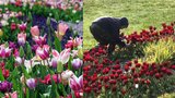 Usvědčila je kamera: Vandalové v Olomouci vyškubali ze záhonu desítky tulipánů
