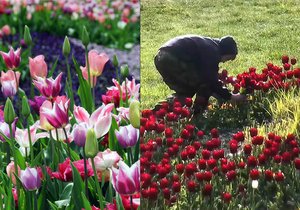 Trojice oškubala desítky  tulipánů.