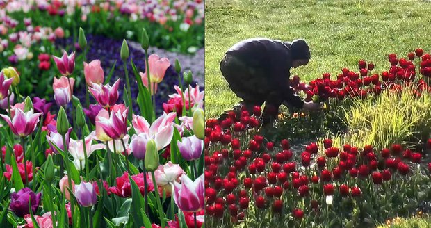 Trojice oškubala desítky  tulipánů.
