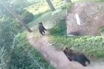 Týrání zvířat přímo v Olomoucké zoo? Medvědi ve výběhu útočí na vlčici, děsí se návštěvníci