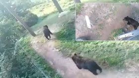 Týrání zvířat přímo v Olomoucké zoo? Medvědi ve výběhu útočí na vlčici, děsí se návštěvníci