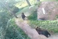 Týrání zvířat přímo v olomoucké zoo? Medvědi ve výběhu útočí na vlčici, děsí se návštěvníci