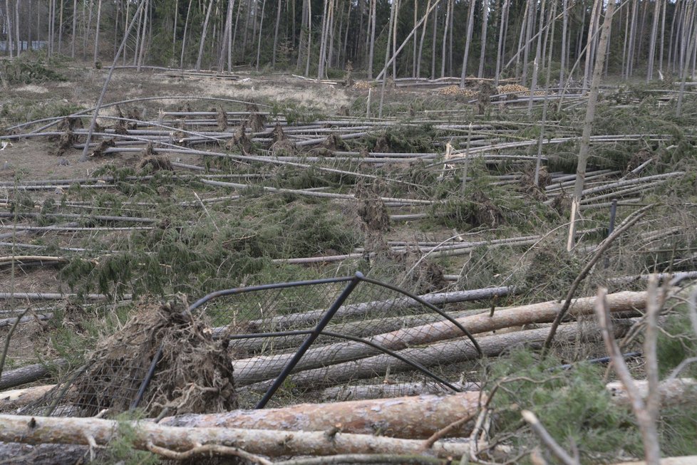 Orkán Eberhard poškodil v ZOO Olomouc několik výběhů a ubikací. Na útěku je stádo jelenů a daňků (11.3. 2019)