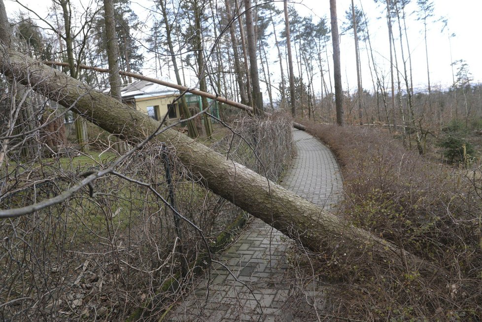 Orkán Eberhard poškodil v ZOO Olomouc několik výběhů a ubikací. Na útěku je stádo jelenů a daňků (11.3. 2019)