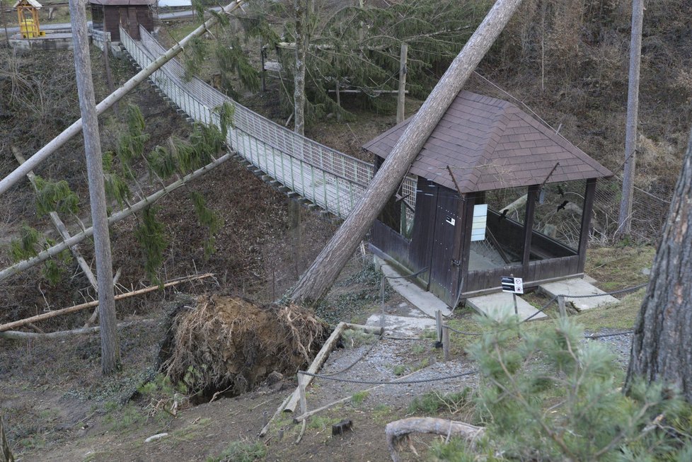 Orkán Eberhard poškodil v ZOO Olomouc několik výběhů a ubikací. Na útěku je stádo jelenů a daňků (11.3. 2019)