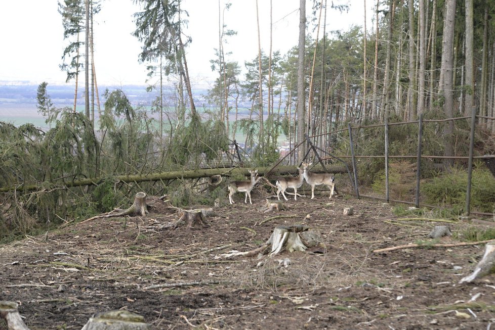 Orkán Eberhard poškodil v ZOO Olomouc několik výběhů a ubikací. Na útěku je stádo jelenů a daňků (11.3. 2019)