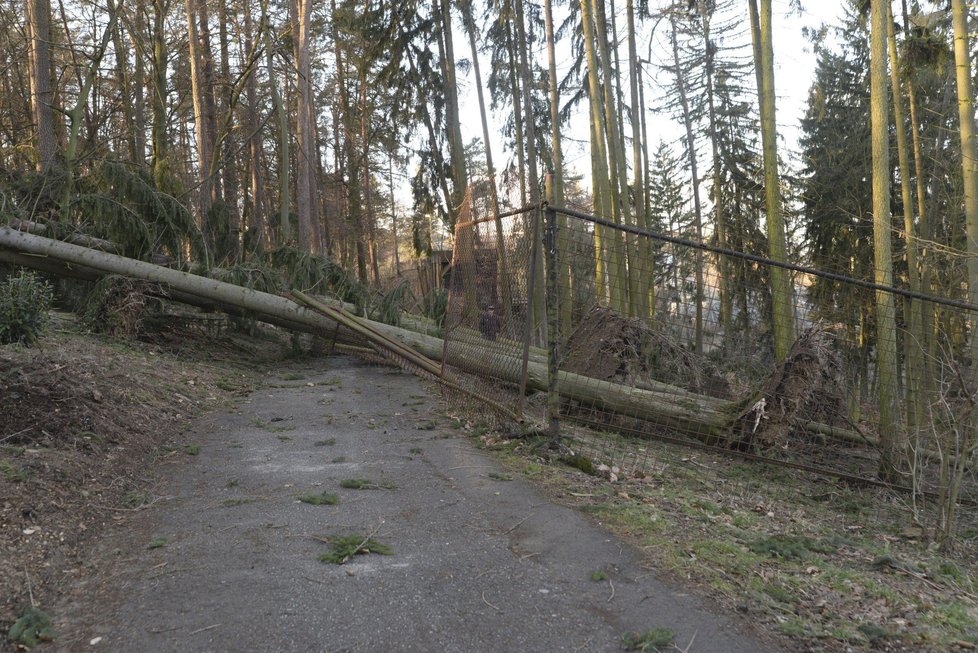 Orkán Eberhard poškodil v ZOO Olomouc několik výběhů a ubikací. Na útěku je stádo jelenů a daňků (11.3. 2019)