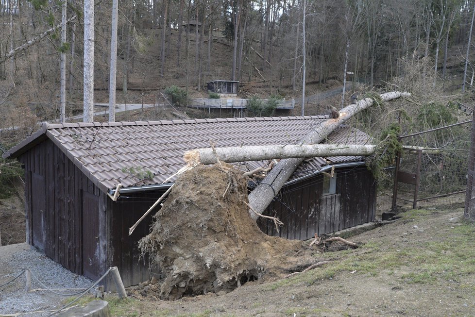 Orkán Eberhard poškodil v ZOO Olomouc několik výběhů a ubikací. Na útěku je stádo jelenů a daňků (11.3. 2019)