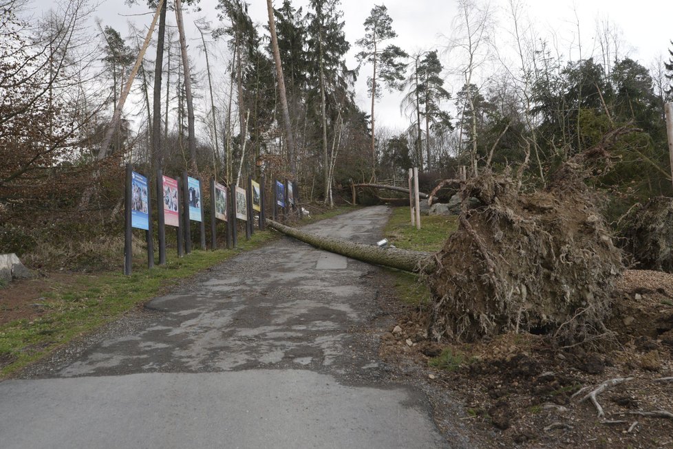 Orkán Eberhard poškodil v ZOO Olomouc několik výběhů a ubikací. Na útěku je stádo jelenů a daňků