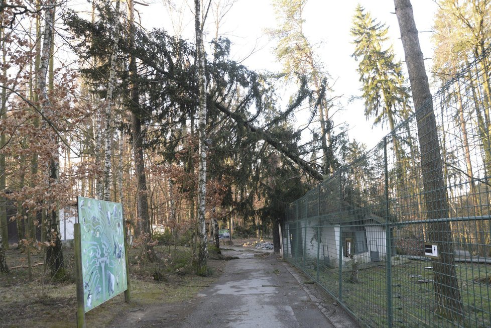 Orkán Eberhard poškodil v ZOO Olomouc několik výběhů a ubikací. Na útěku je stádo jelenů a daňků (11.3. 2019)