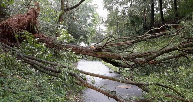 Tisíce zlámaných stromů, lidé bez proudu: Na Šumavě do lesa nechoďte, varuje národní park