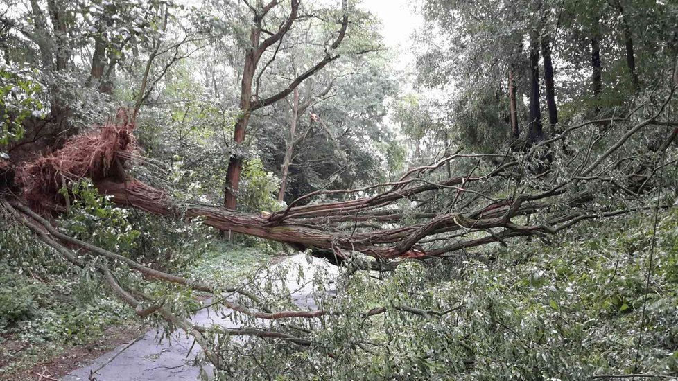 Hasiči v Olomouckém kraji vyjížděli kvůli bouřkám k popadaným stromům
