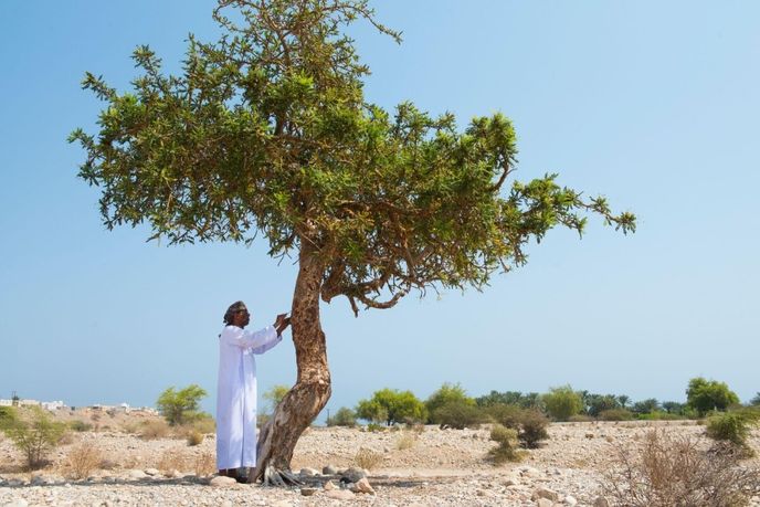 Kadidlovník (Boswellia) v Ománu Kadidlovník (Boswellia) v Ománu