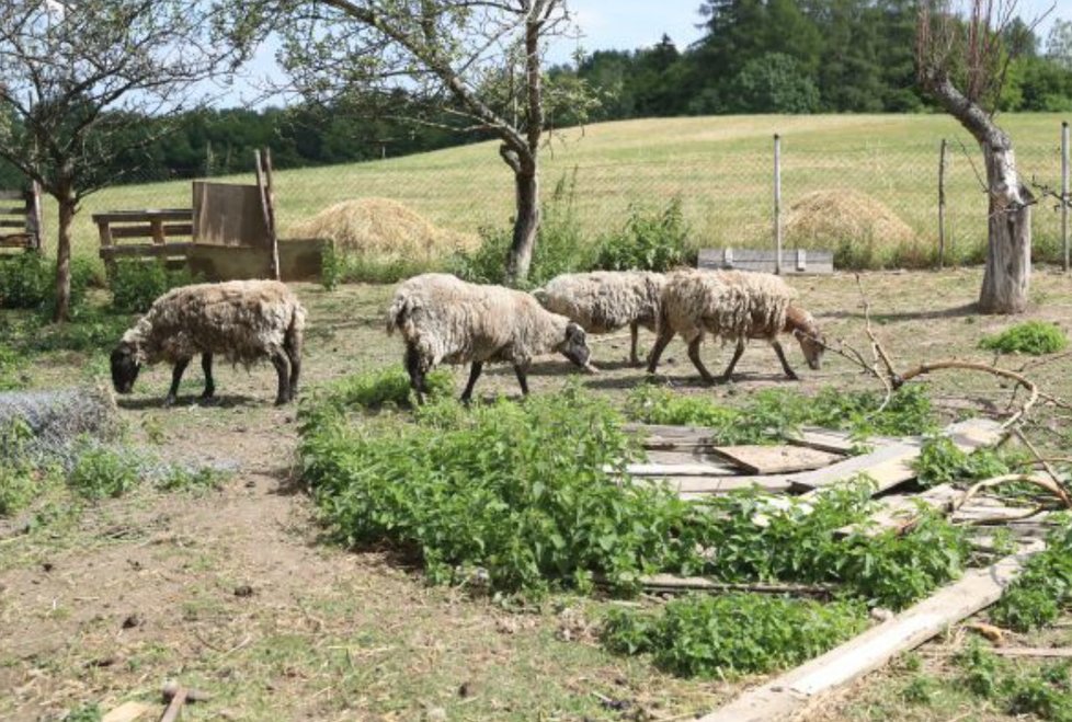 Ovce hledají potravu tam, kde už dlouho není. Seno za plotem patří sousedovi.