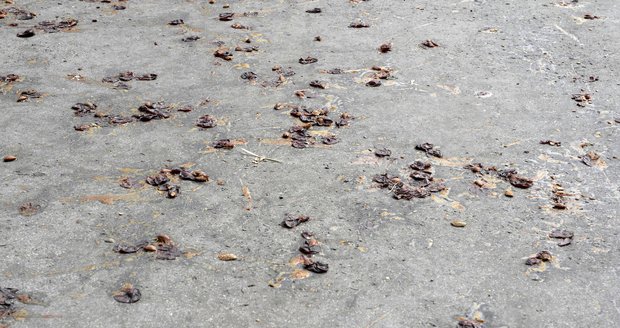 Popadané a rozšlapané ovoce na chodníku tvoří nebezpečně kluzkou marmeládu.