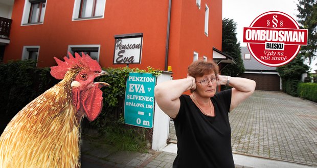 Paní Včeláková s manželem je z kohoutího kokrhání nešťastná. Z penzionu utíkají hosté. Včelákovi dokonce již uvažovali o prodeji domu.