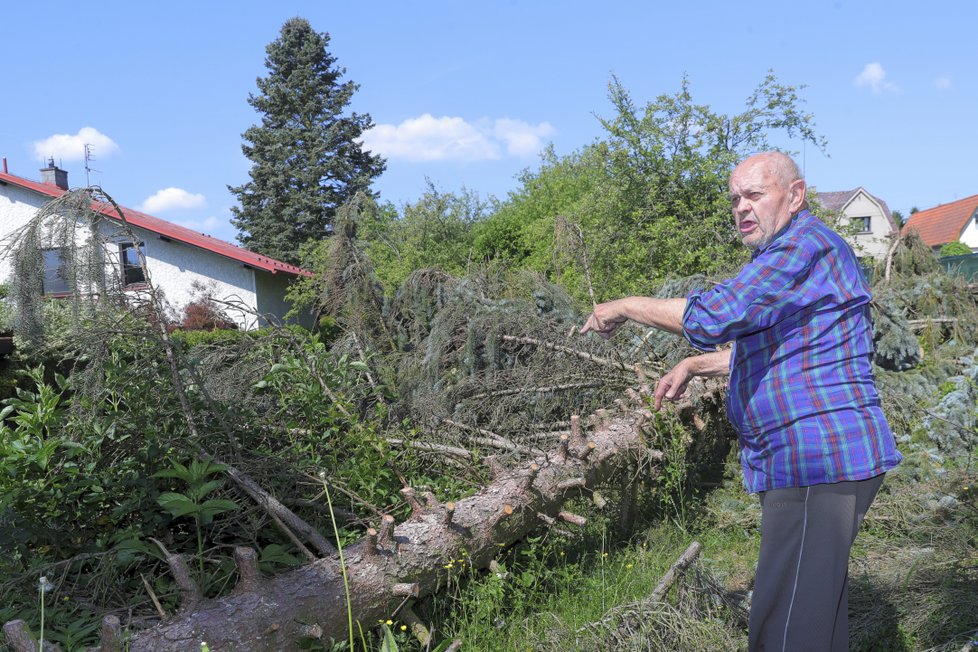 Nádherný stříbrný smrk rostl na pozemku pana Škramovského skoro padesát let.