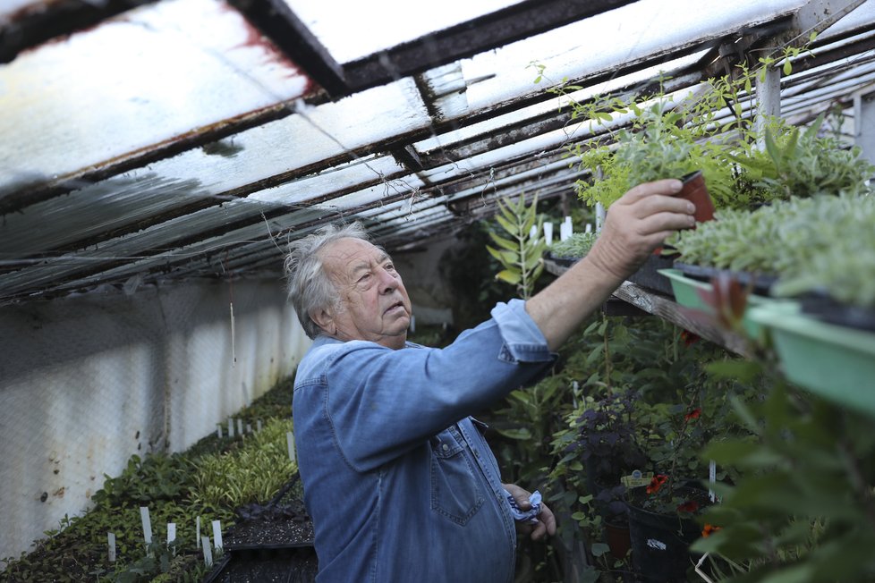 Petr Novotný ve svém zahradnictví pěstuje hodně bylinky a experimentuje i s léčivkami z celého světa. „Z těch zajímavých léčivek tu mám oparovník nebo třeba migrénovník,“ říká.