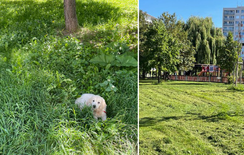 V trávě na Jižáku se ztrácejí pejsci, stěžoval si zastupitel Prokop a nechal ji posekat. Místní naštval