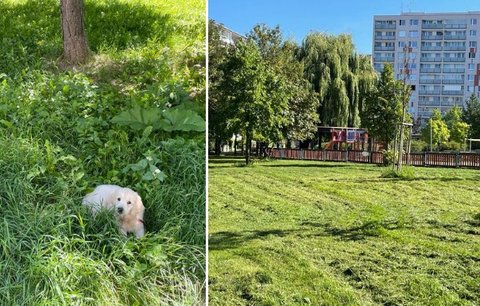 V trávě na Jižáku se ztrácejí pejsci, stěžoval si zastupitel Prokop a nechal ji posekat. Místní naštval