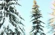 2021, Jizerské hory, oblíbené procházky zimním lesem.