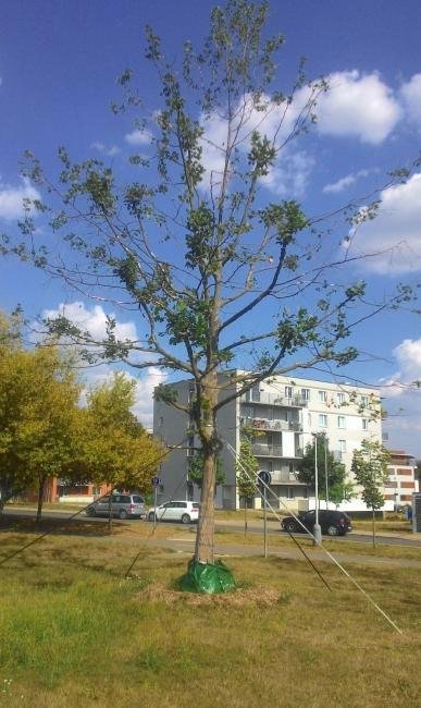 Radnice Prahy 11 podpořila bezpečnější růst zeleně na svém území speciálními vaky, které budou především mladé stromky zásobit nezbytnou vodou.