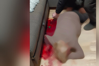 Sousedka slyšela z bytu volání o pomoc: Strážníci našli ženu ležet v kaluži krve!