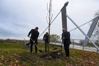 Opava oslaví 800 let: K narozeninám si sází stromy