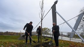 Výsadba prvních dvou stromů z 800 ks, kterými si Opava příští rok připomene 800 let od první písemné zmínky o městě
