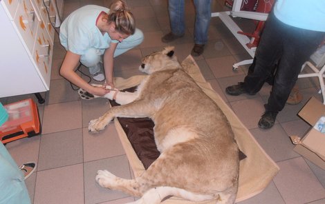 Adéla Beranová připravuje lvici k operaci, která bude nakonec trvat dlouhé tři hodiny.