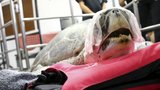 Operace thajské želvy, kterou zabíjeli pověrčiví turisté: V břiše měla 1480 kaček!