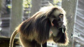 Heika za druhý útěk trestat v zoo nebudou, věří, že přitáhne návštěvníky