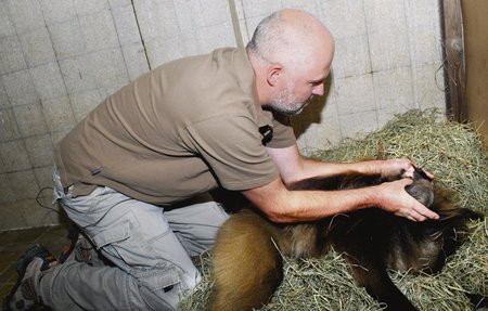 Sedmiletého samce dželady nyní denně sleduje ve vyhřáté ubikaci veterinář Stanislav Mazánek.