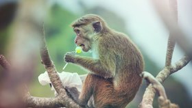 Opice rády kradou i tašky
