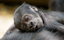 Porod v pavilonu goril v Zoo Praha: Matka Duni mládě chrání a kojí!