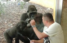 Třicet let už žije s gorilami: Láskou k mláďatům jsou vzorem