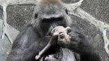 Z toho bolí u srdce: Gorilí máma se nedokáže rozloučit s mrtvým potomkem. "Probuď se, moje maličká!"